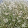 Pennisetum villosum